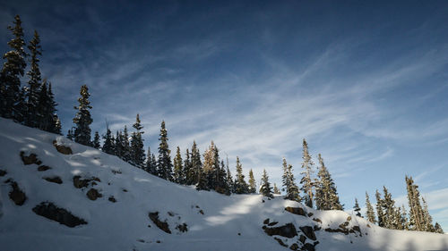 Wide angle of sun and shade on snow and trees in berthoud pass