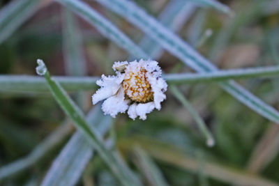 Close-up of frozen flower on tree during winter