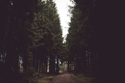 Trees in forest