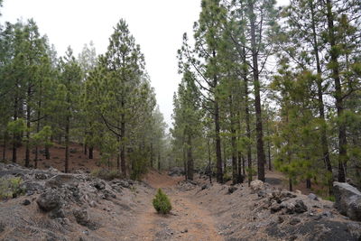 Trees in forest against sky