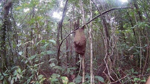 Low angle view of bamboo trees in forest