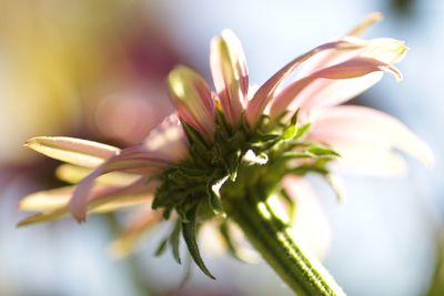 Close-up of flowers