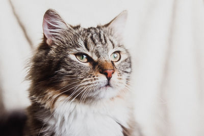 Close-up portrait of a cat