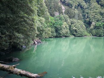 Scenic view of lake in forest