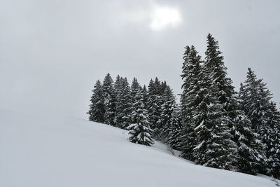 Pine trees on snow covered land against sky