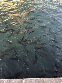 High angle view of fish swimming in sea