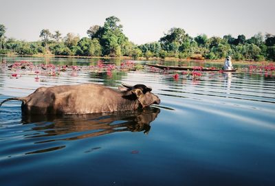 View of duck swimming in lake