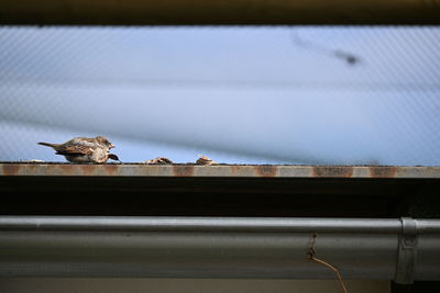 Birds perching on a window