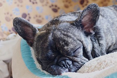 Close-up of a dog sleeping on bed