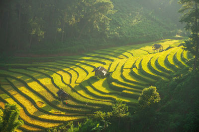 Scenic view of agricultural field