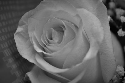 Close-up of rose blooming outdoors