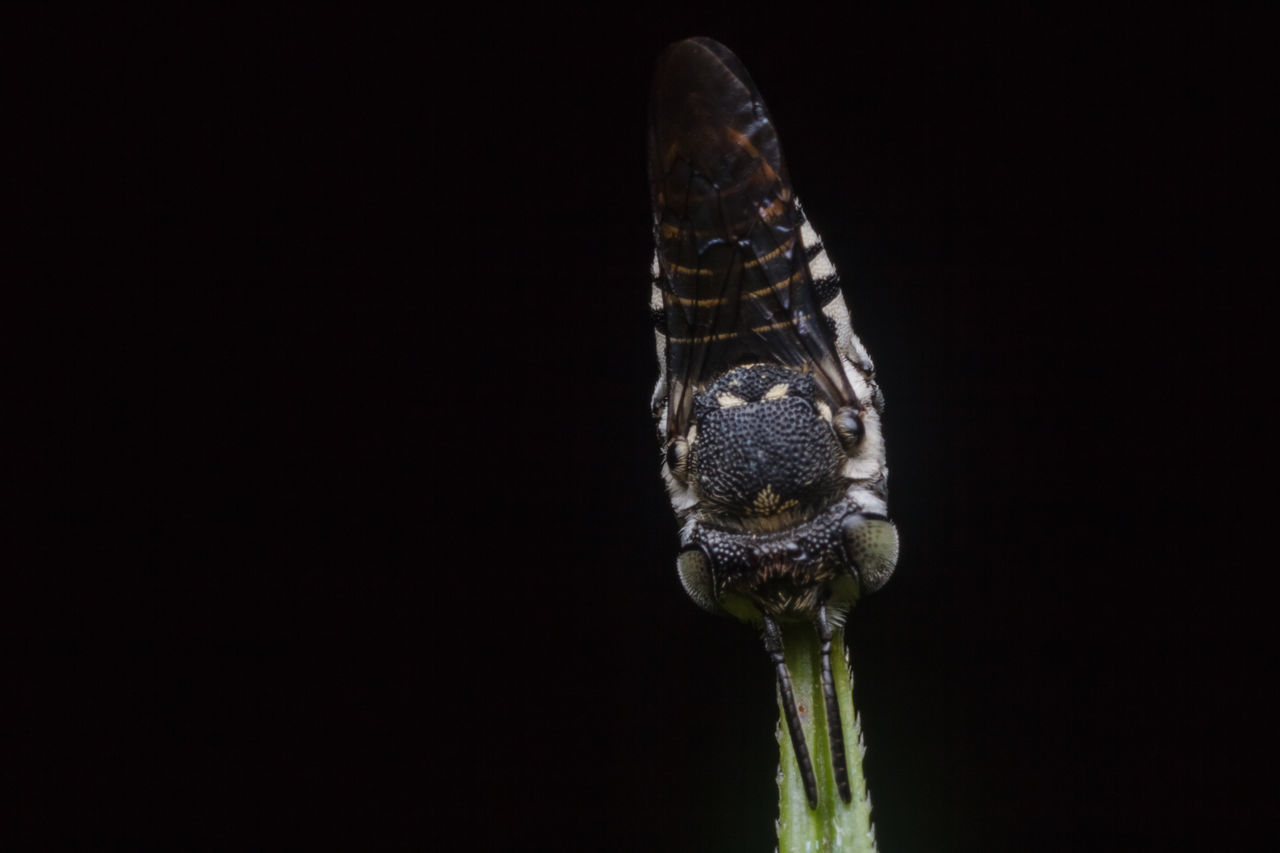 CLOSE-UP OF A BIRD