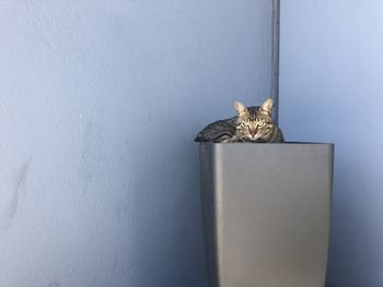 Cat sitting on wall