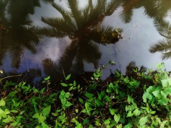 Low angle view of trees growing on field