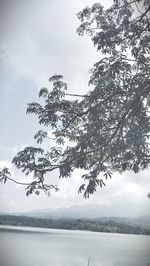 Tree by lake against sky