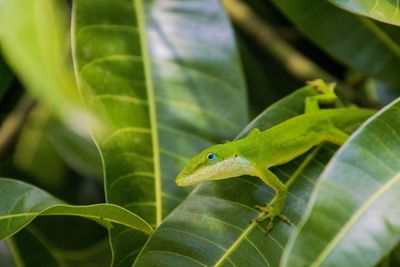 Close-up of a gecko on a green leaf