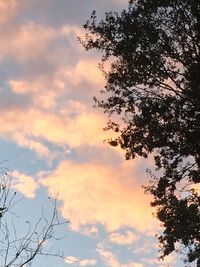 Low angle view of silhouette tree against sky