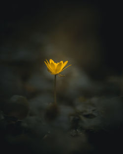 Close-up of yellow flower