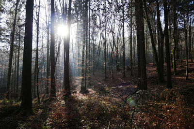 Sunlight streaming through trees in forest