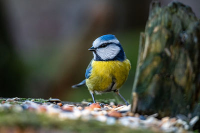 Close-up of bird perching on branch