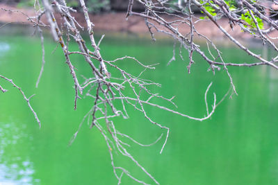 Close-up of leaves on branch