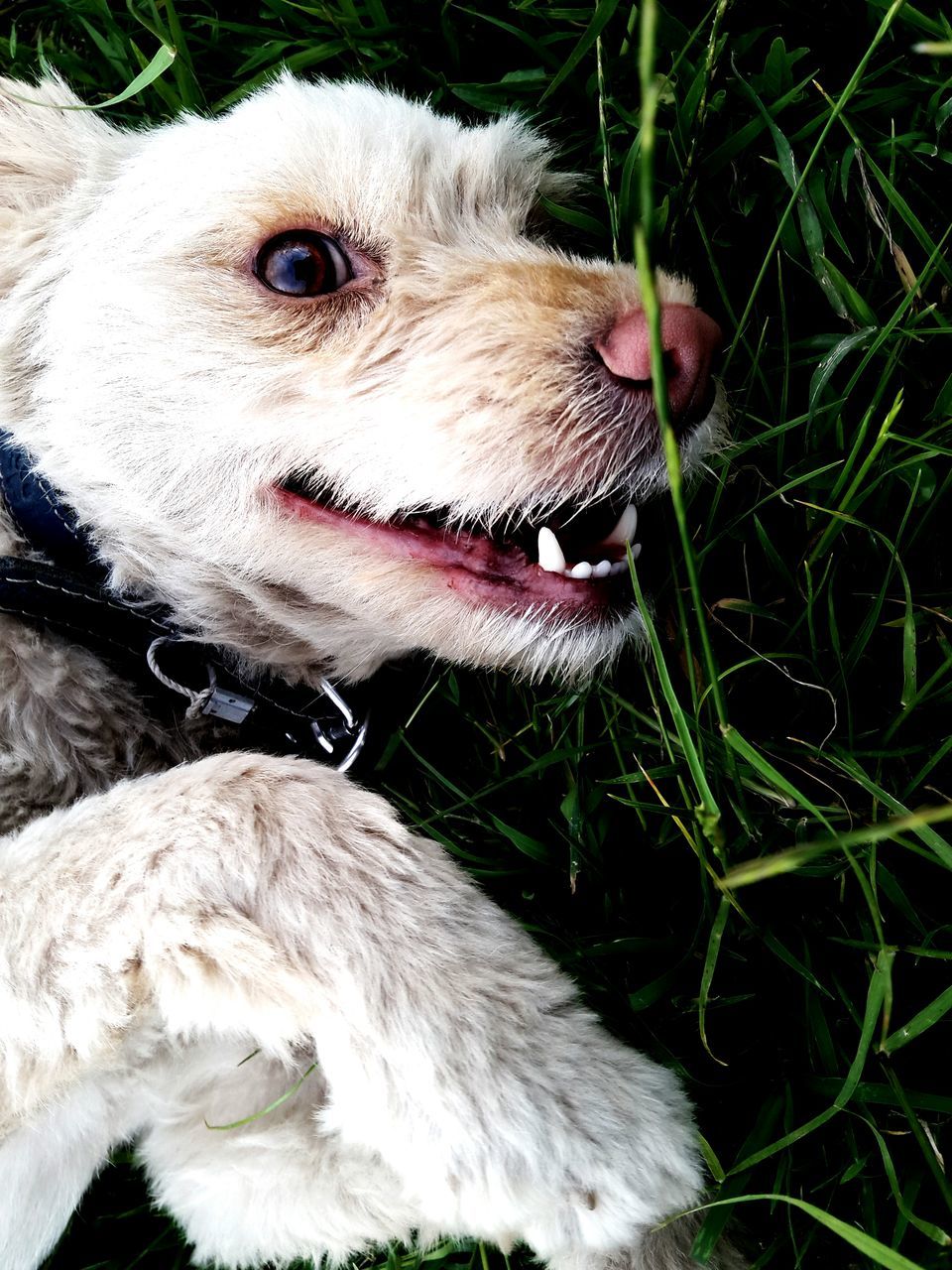 animal themes, one animal, domestic animals, pets, dog, mammal, close-up, animal head, white color, animal body part, grass, mouth open, looking away, portrait, field, outdoors, nature, day, high angle view