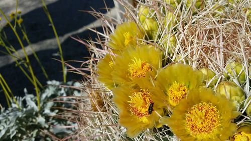 Close-up of yellow flower