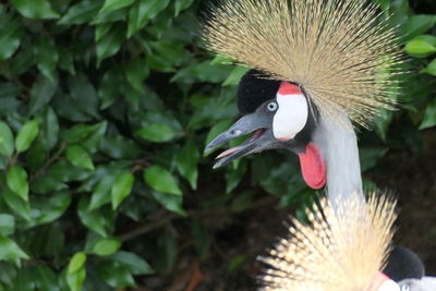 Close-up of a bird