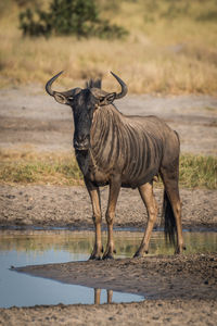 View of blue wildebeest at waterhole