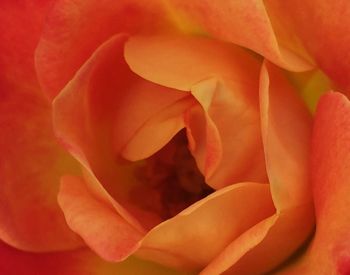 Extreme close up of red flower