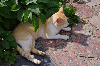 Cat sleeping in a plant