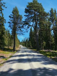 Empty road along trees