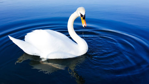 Close-up of swan swimming in lake