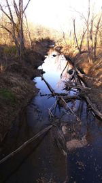 Bare trees in lake against sky