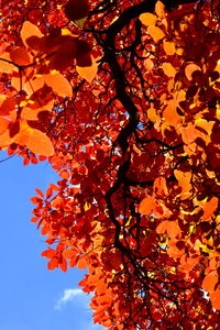 Low angle view of tree during autumn