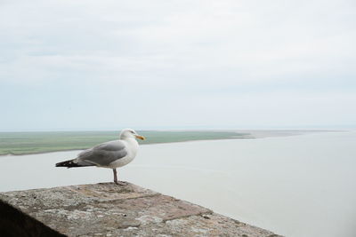 Seagull perching on wooden post by sea against sky