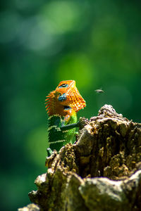 Close-up of an isolated red and green lizard on a tree. a fly near its head. beautiful green bokeh