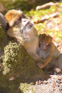 Monkeys on ground