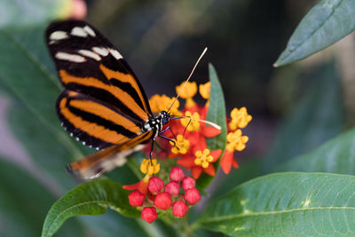 Close-up of butterfly pollinating on flower