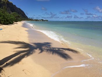 Shadow of palm tree on beach