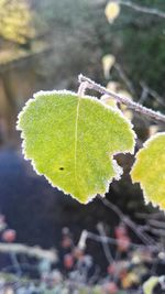 Close-up of leaf