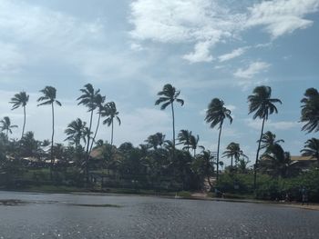 Scenic view of palm trees against sky