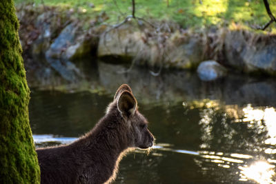 Side view of horse in lake