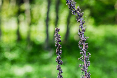 Close-up of plants against blurred background