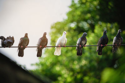 White pigeons amidst the black body on the power lines that look different.