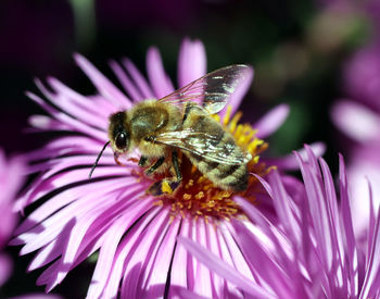 Close-up of bee pollinating on pink flower