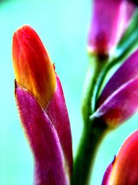 Close-up of pink tulips