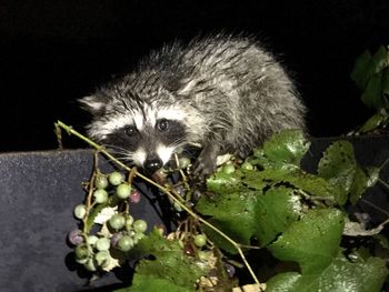 Close-up of cat at night