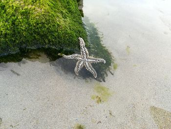 High angle view of lizard on beach