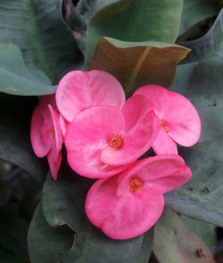 Close-up of pink flowers blooming outdoors